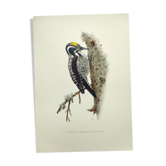 Old bird plate from the 1960s - Three-toed Woodpecker - Nature illustration