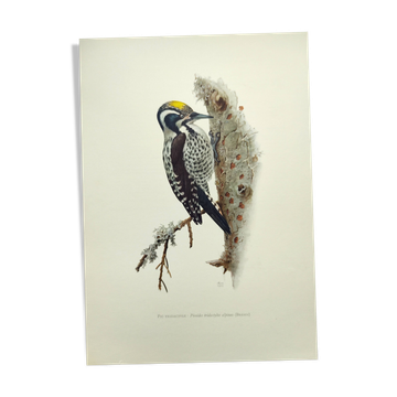Planche ancienne oiseaux Années 1960 - Pic Tridactyle - Illustration nature