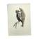 Planche ancienne oiseaux Années 1960 - Pic Tridactyle - Illustration nature