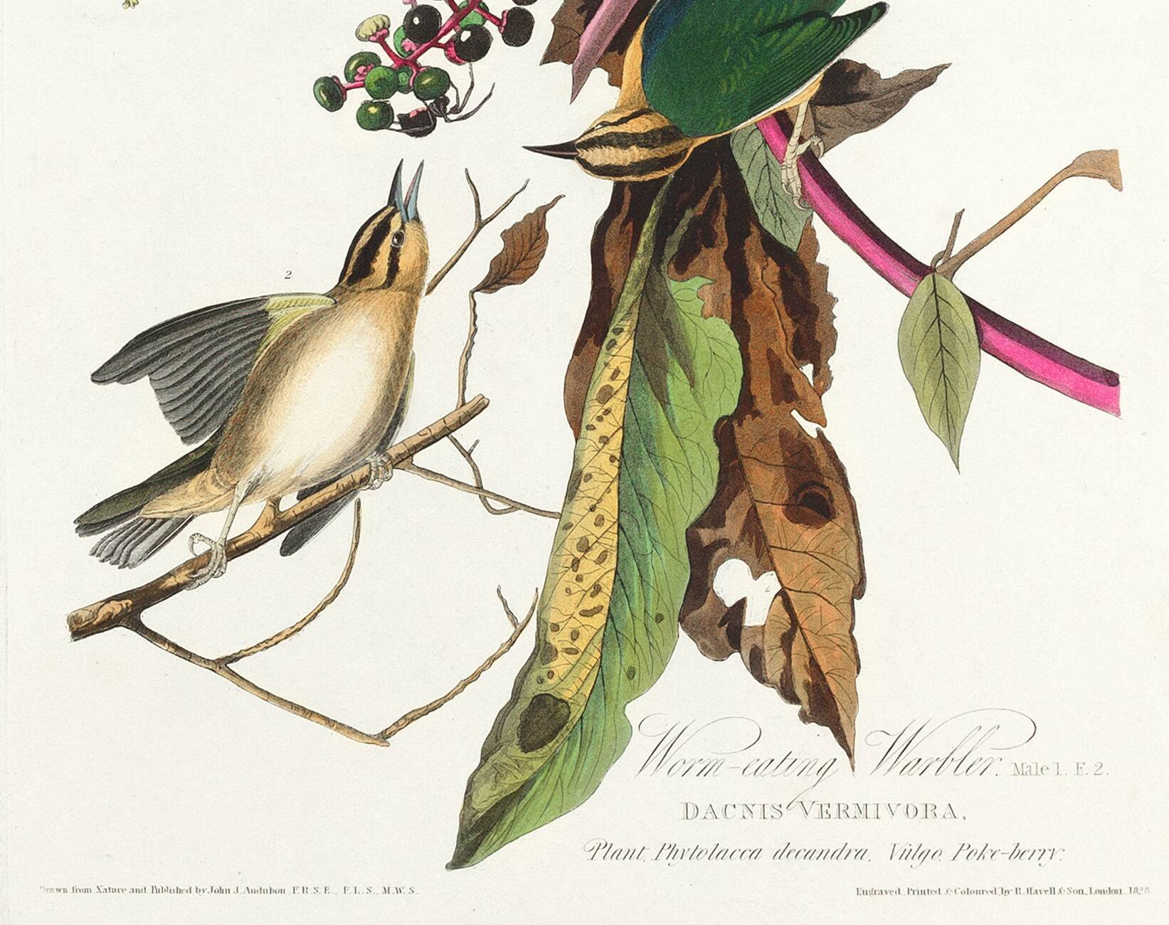 Poster about the Worm-eating Warbler, based on an old engraving from 1827.