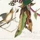 Poster about the Worm-eating Warbler, based on an old engraving from 1827.