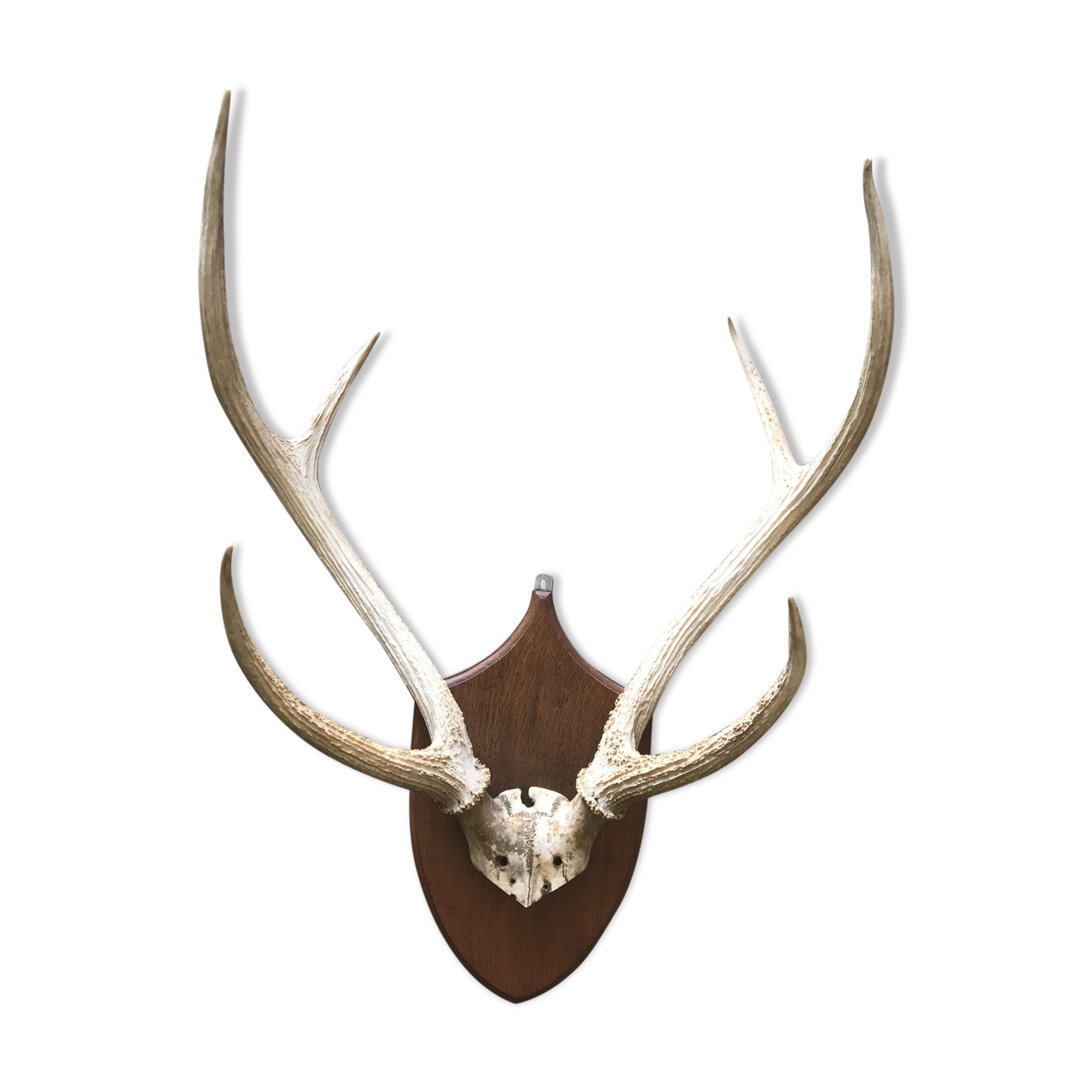 Massacre bois cerf vintage 6 cors trophée chasse