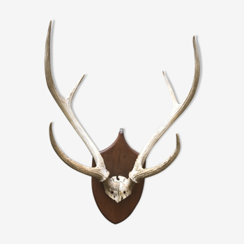 Massacre bois cerf vintage 6 cors trophée chasse