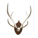 Massacre  woods deer vintage 6 trophy hunting horns