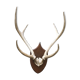 Massacre bois cerf vintage 6 cors trophée chasse