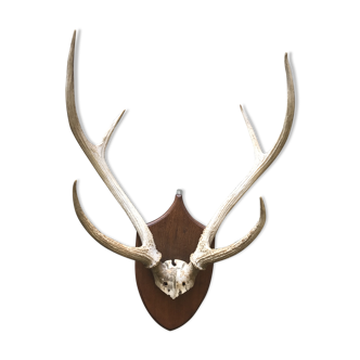 Massacre bois cerf vintage 6 cors trophée chasse