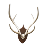 Massacre  woods deer vintage 6 trophy hunting horns