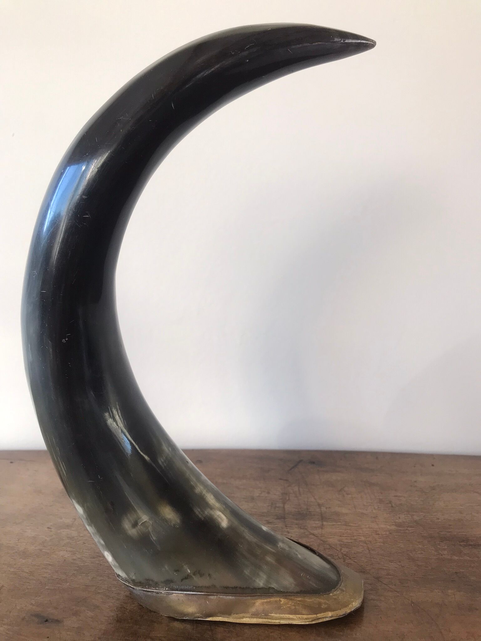 Polished beef horn on brass base
