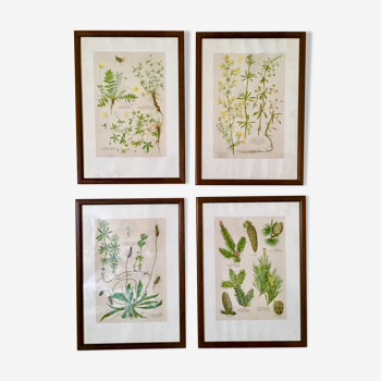 Set of 4 framed botanical posters