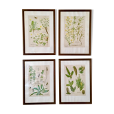 Ensemble de 4 affiches botaniques encadrées