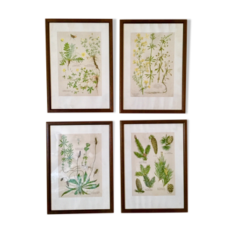 Set of 4 framed botanical posters