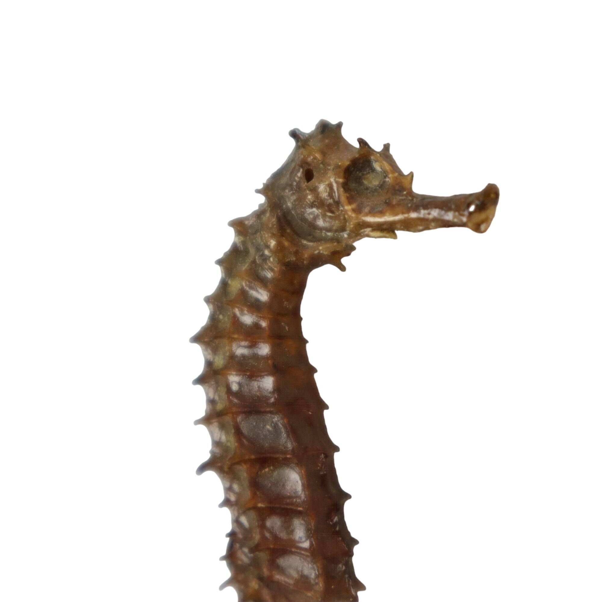 Seahorse taxidermy skeleton dehydrated hippocampus rare collector's item