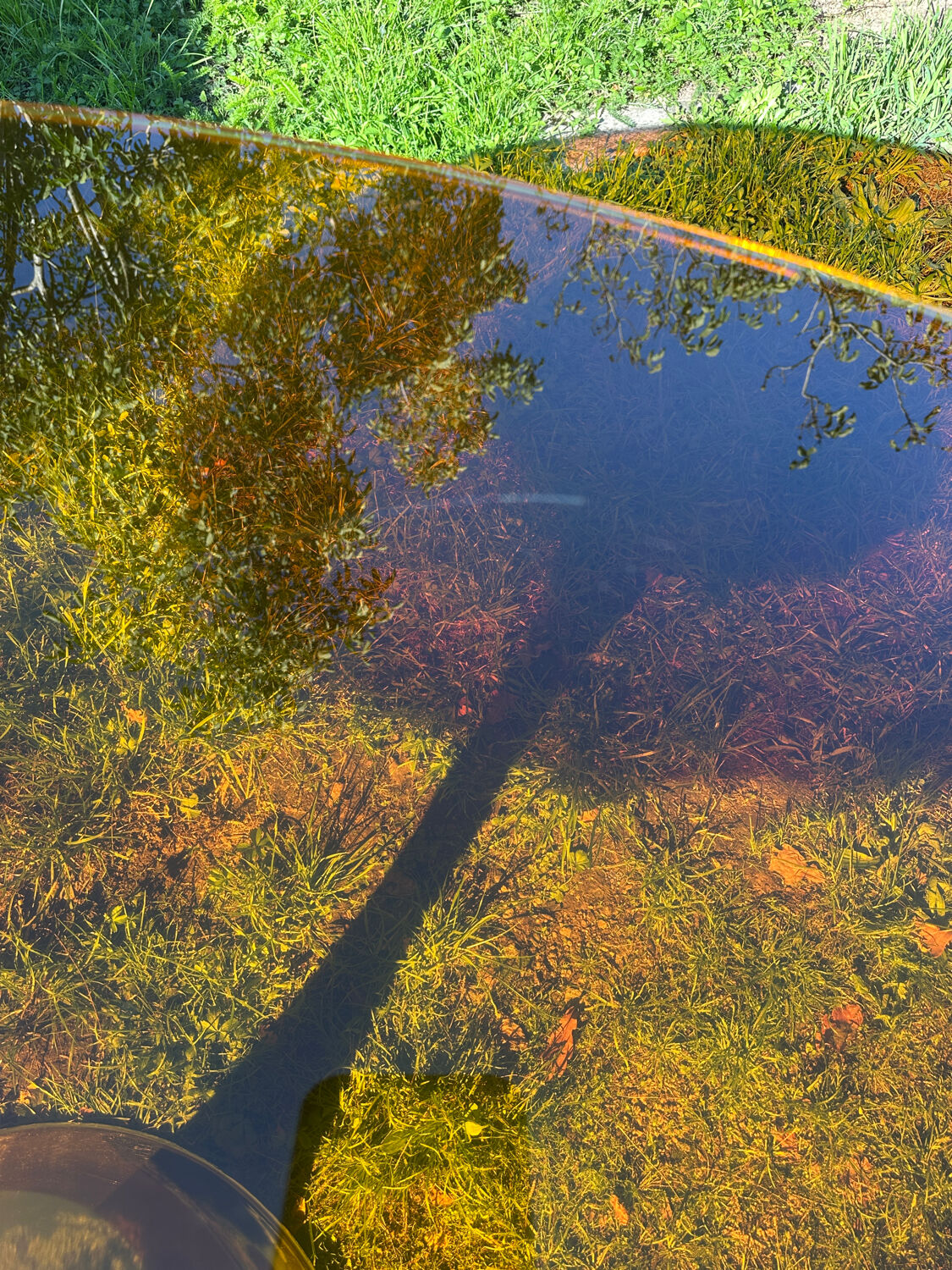 ORANGE smoked glass tulip foot table Gastone Rinaldi