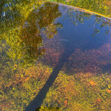 ORANGE smoked glass tulip foot table Gastone Rinaldi