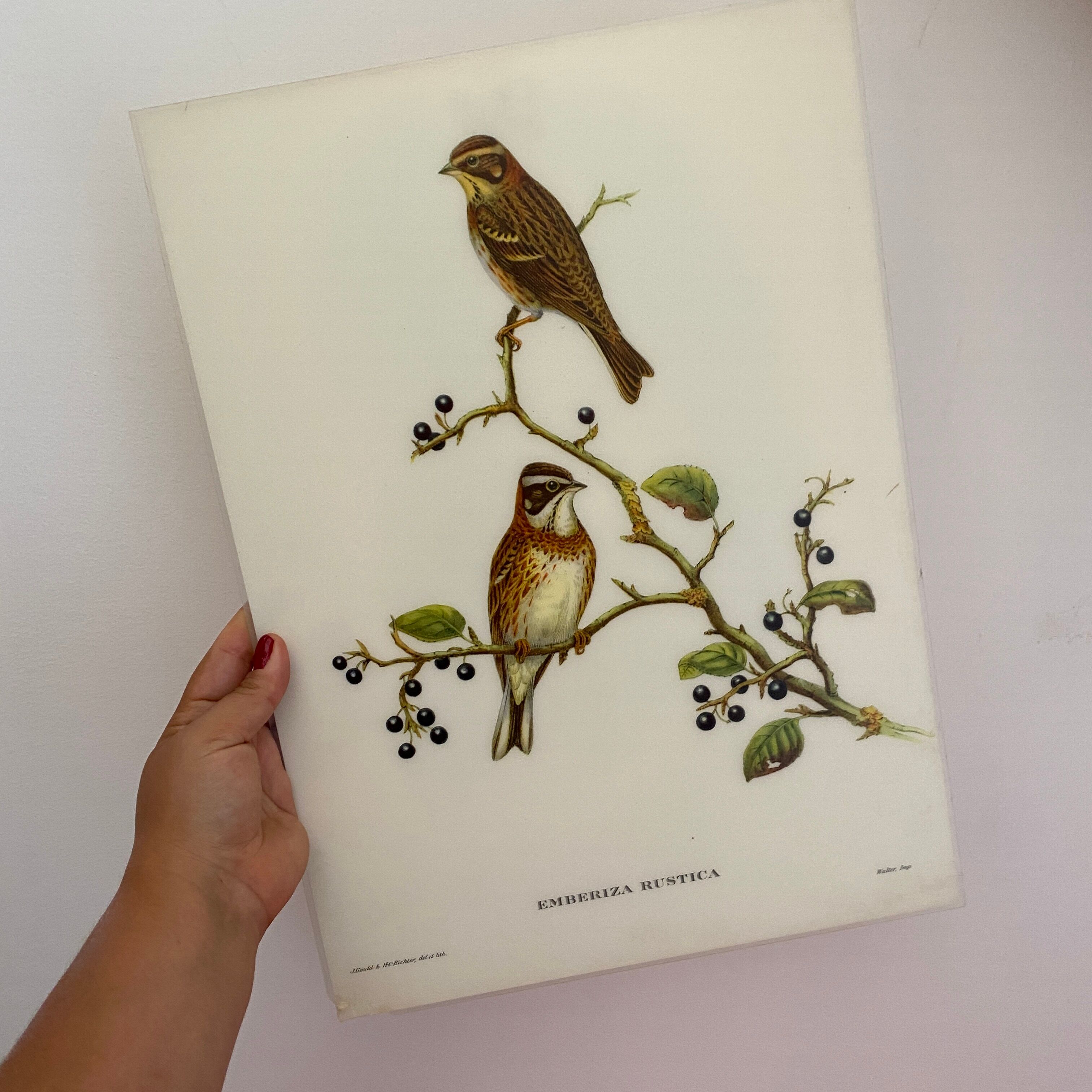 Vintage poster, birds by J Gould