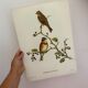Vintage poster, birds by J Gould