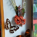 Cadre-vitrine aux papillons et fleurs séchées