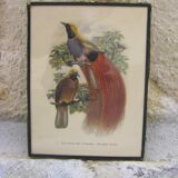 "Exotic birds" setting