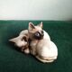 Pair of Siamese kittens in English porcelain from Beswick