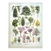 Gravure ancienne - 1928 - Jardins par A. Millot - Lithographie arbre