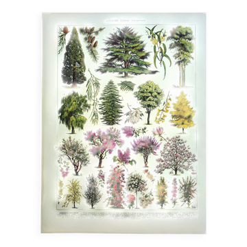 Gravure ancienne - 1928 - Jardins par A. Millot - Lithographie arbre