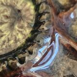 7 assiettes à huitres, vintage Vallauris Marius Giuge.