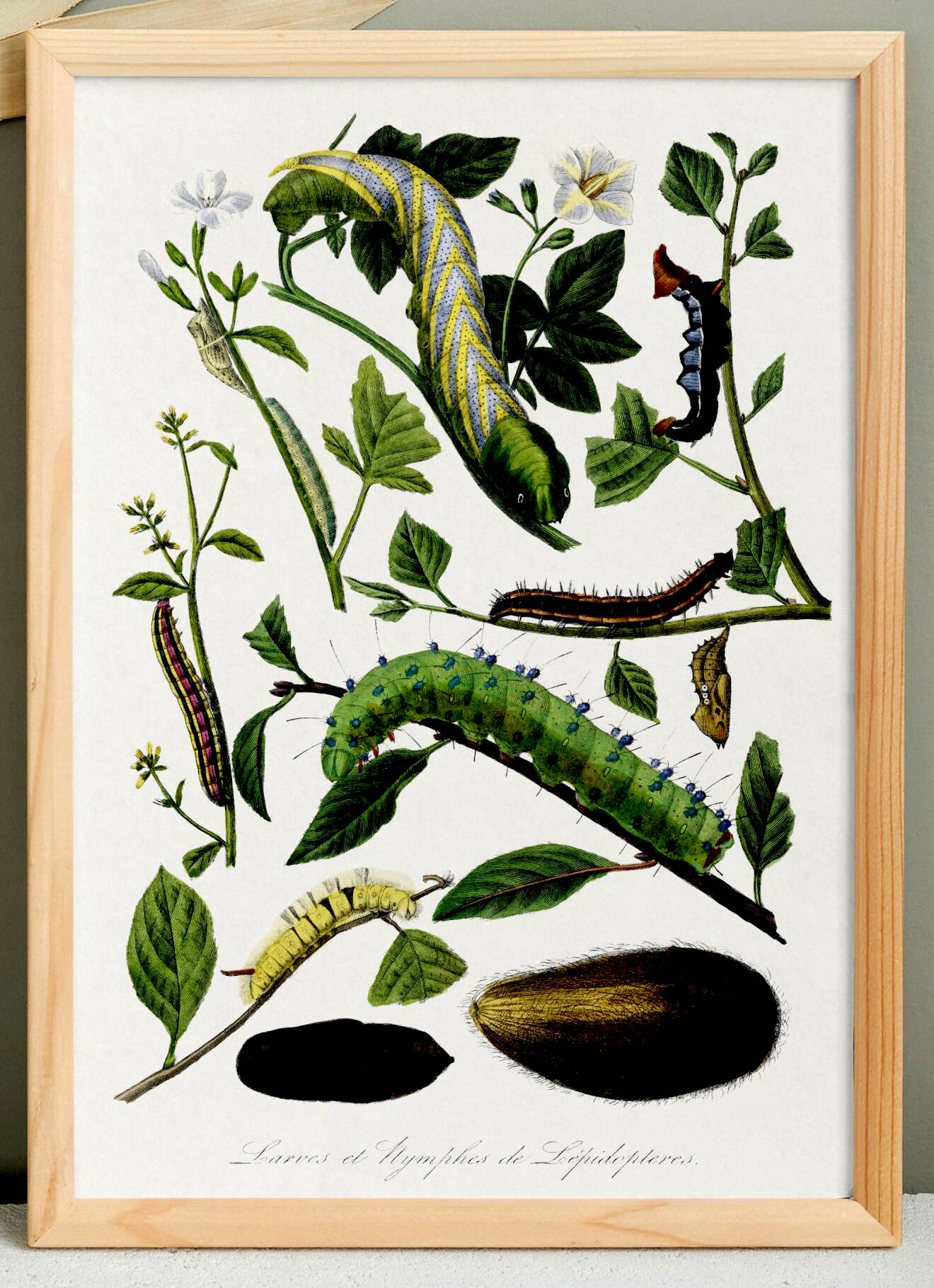Poster about caterpillars, based on an old engraving from 1842.