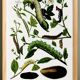 Poster about caterpillars, based on an old engraving from 1842.