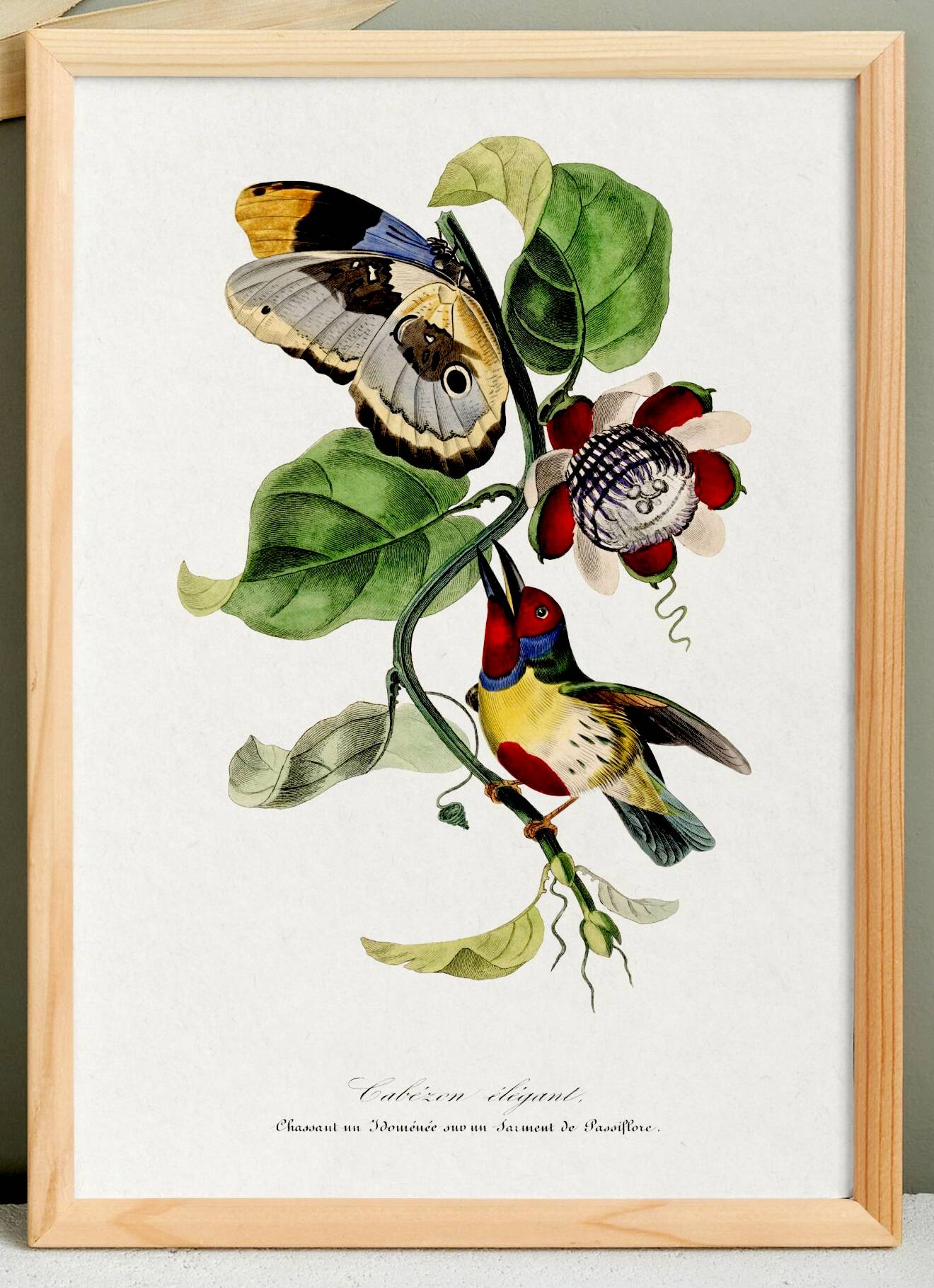 Poster featuring the elegant Cabezón (exotic bird), based on an engraving