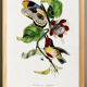 Poster featuring the elegant Cabezón (exotic bird), based on an engraving