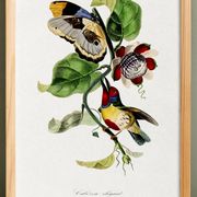 Poster featuring the elegant Cabezón (exotic bird), based on an engraving