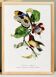 Poster featuring the elegant Cabezón (exotic bird), based on an engraving
