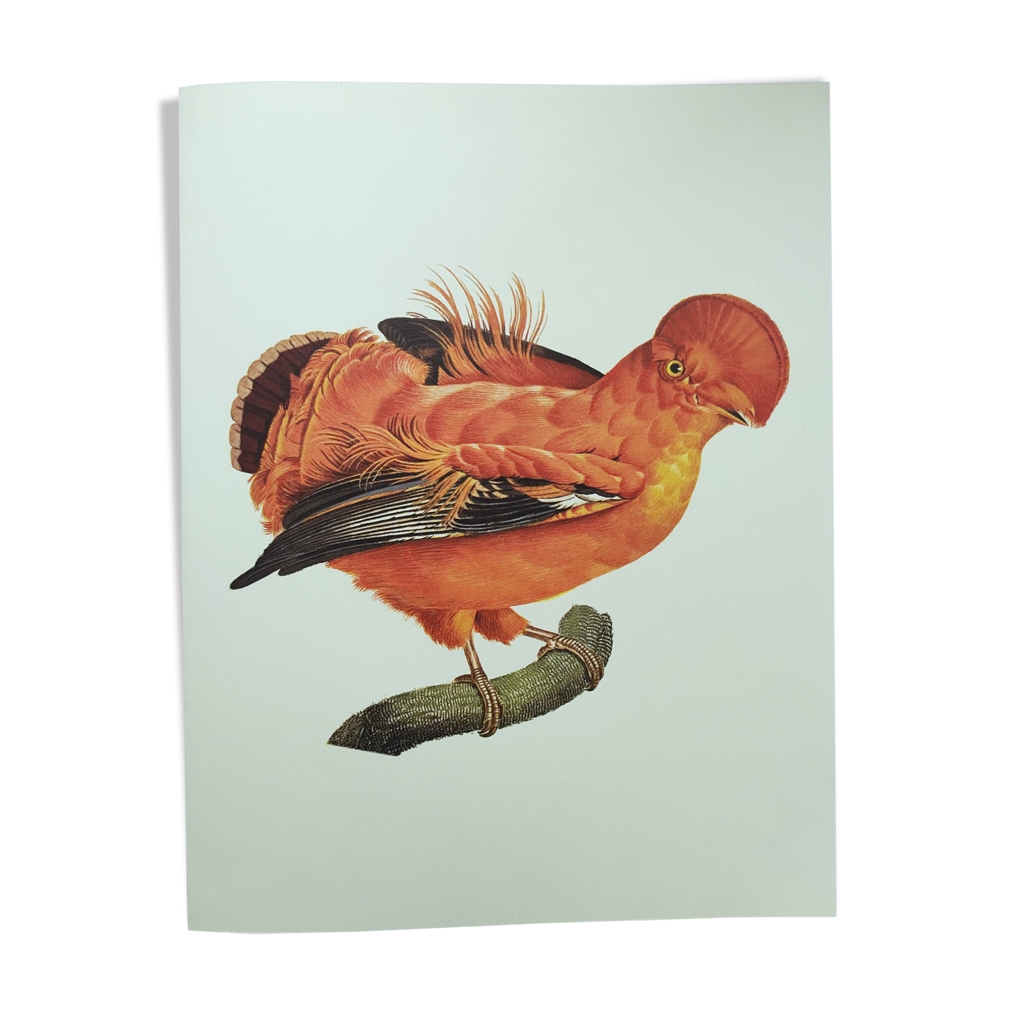 Old board - Rooster of Guyana - Vintage zoological and ornithological illustration - Bird