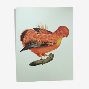 Old board - Rooster of Guyana - Vintage zoological and ornithological illustration - Bird