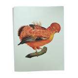 Old board - Rooster of Guyana - Vintage zoological and ornithological illustration - Bird