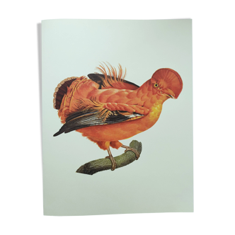 Planche ancienne -Coq de Roche de Guyane- Illustration zoologique et ornithologique vintage - Oiseau