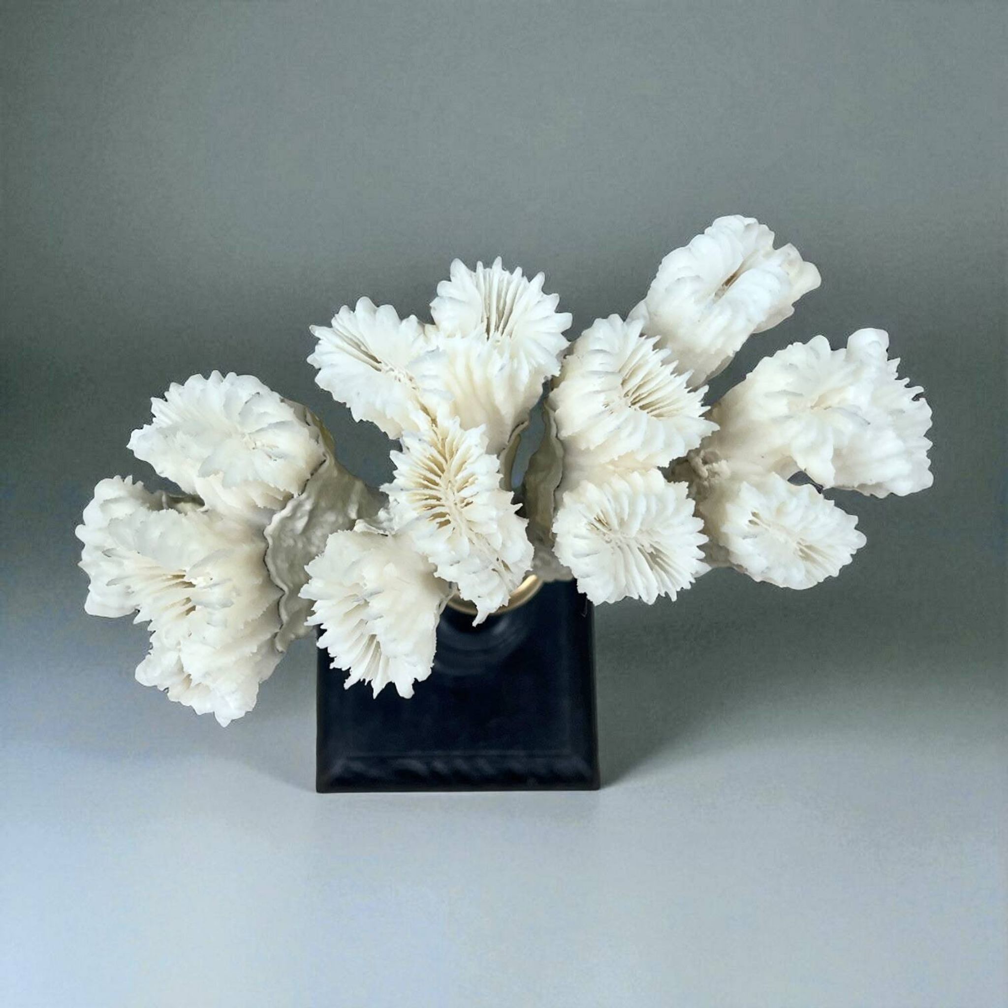 Antique natural white coral on turned wooden base - cabinet of curiosities