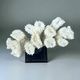 Antique natural white coral on turned wooden base - cabinet of curiosities
