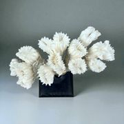 Antique natural white coral on turned wooden base - cabinet of curiosities