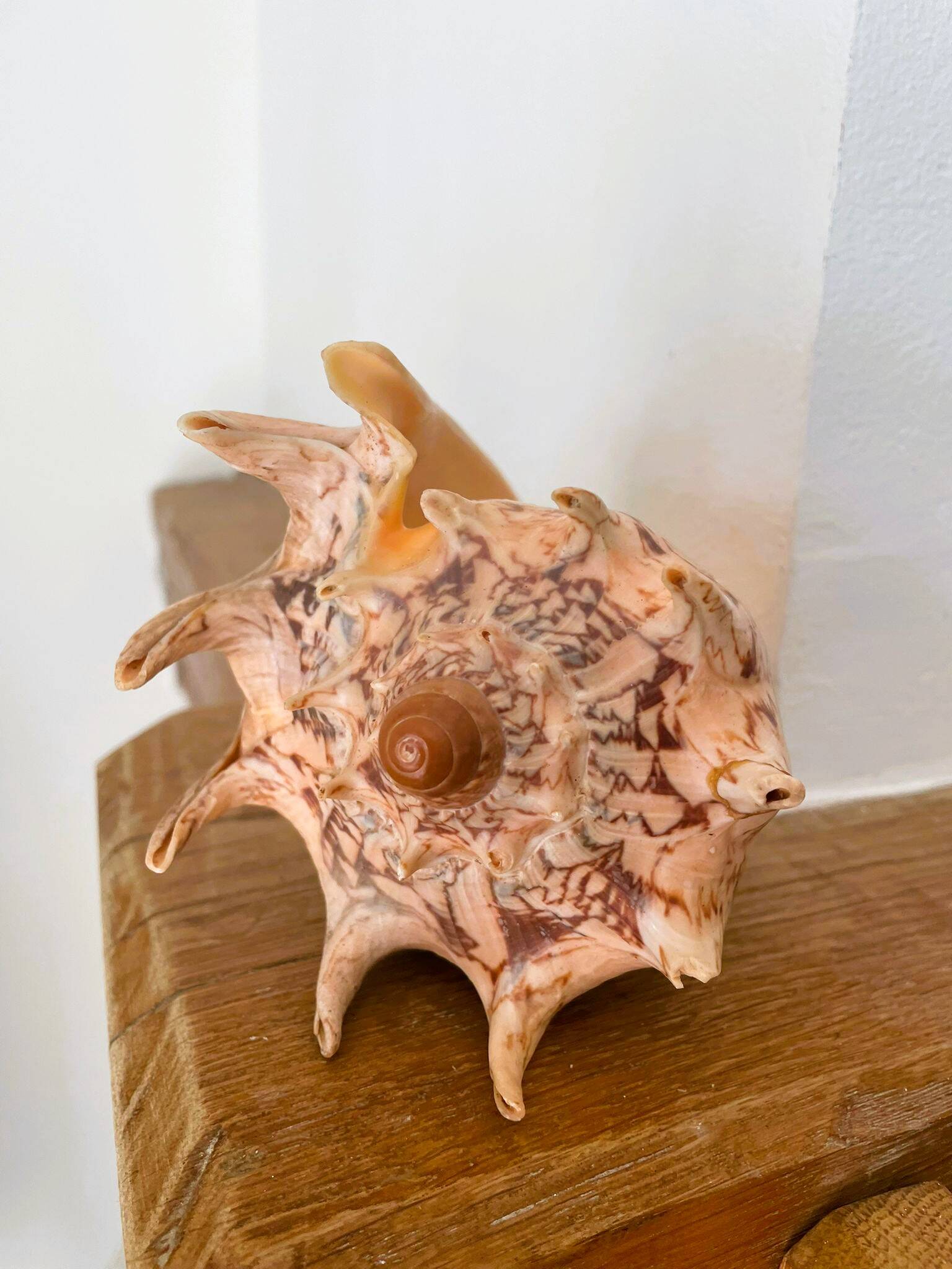 Large seashell: Imperial volute / Cymbiola imperialis