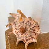 Large seashell: Imperial volute / Cymbiola imperialis