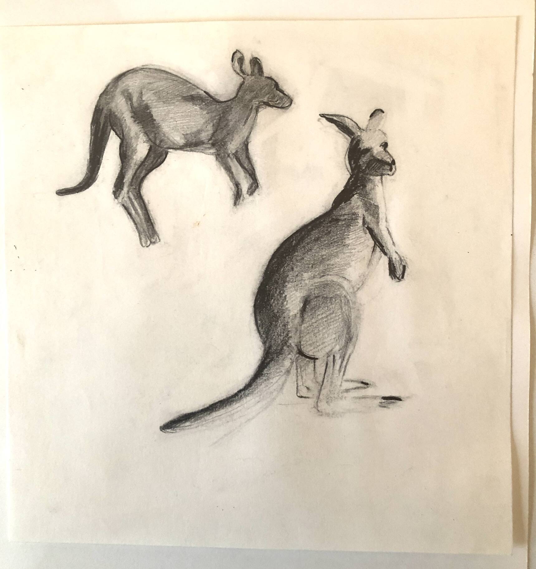 Drawing Kangaroos