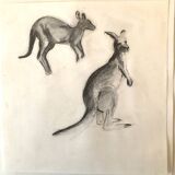 Drawing Kangaroos