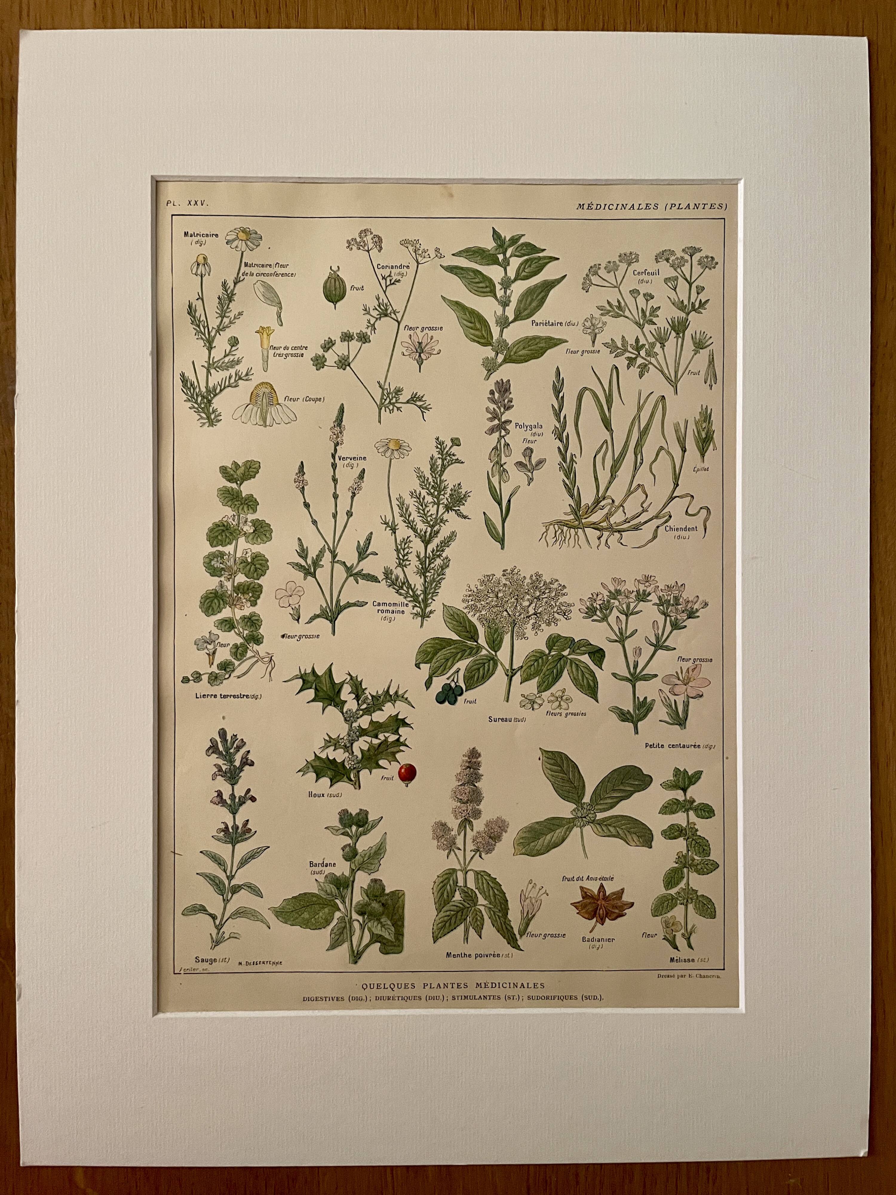 Lithographie plantes médicinales (XXV) Cerfeuil Sauge Melisse - 1920