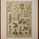 Lithographie plantes médicinales (XXV) Cerfeuil Sauge Melisse - 1920