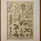 Lithographie plantes médicinales (XXV) Cerfeuil Sauge Melisse - 1920
