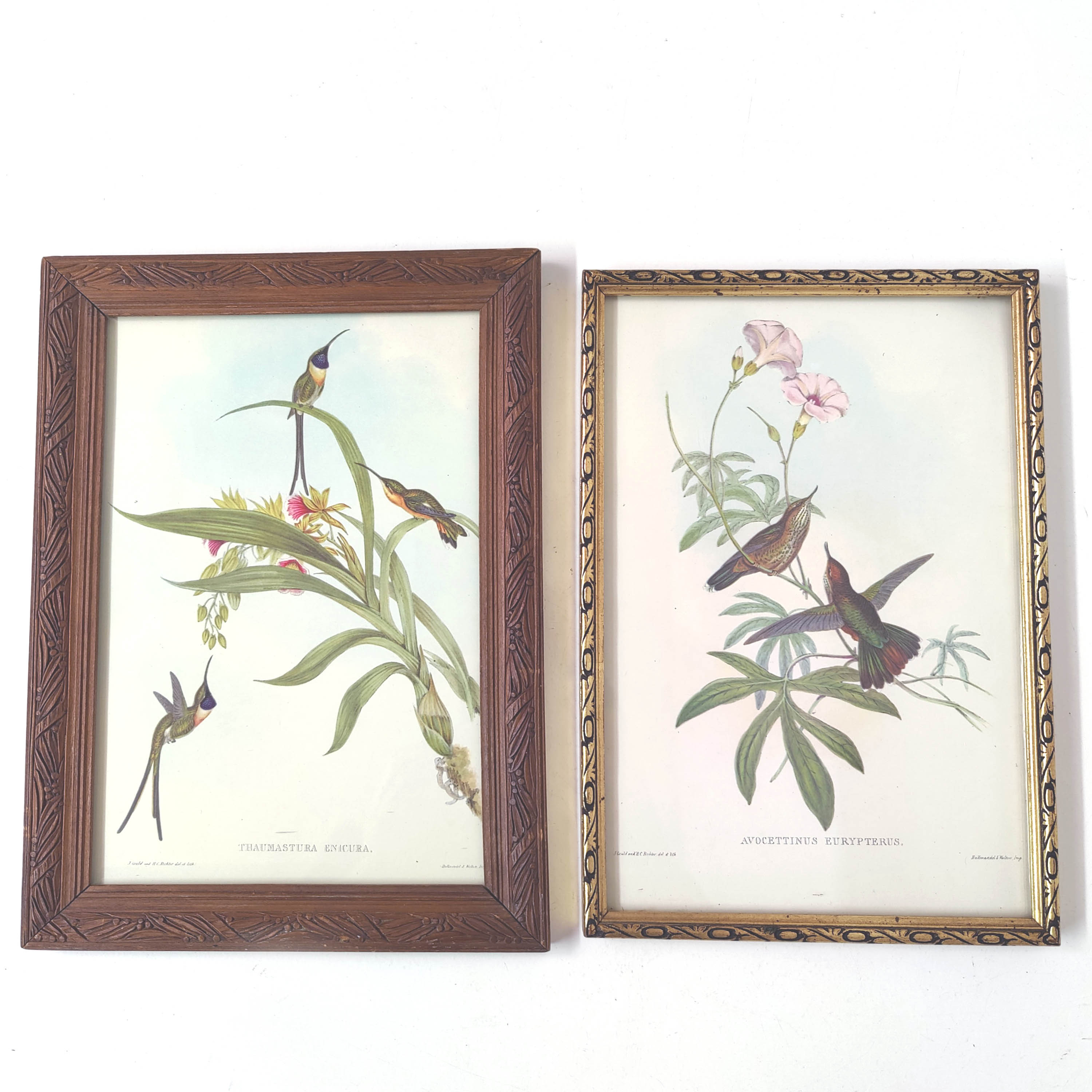 Lot 2 wooden frames botanical illustrations J. Gould and HC Richter