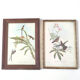 Lot 2 wooden frames botanical illustrations J. Gould and HC Richter