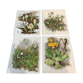 Botanical illustration lot