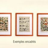 Botanical engraving 1897 A. Millot - Fruits 2, exotic, varieties